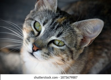 Download Cat Face High Res Stock Images Shutterstock