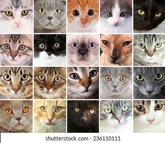 149,224 Cat face close up Images, Stock Photos & Vectors | Shutterstock