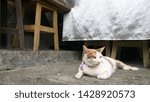 Cute cat in the floor