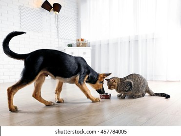 Cute Cat And Funny Dog Eating Food