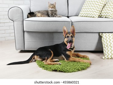 Cute Cat And Funny Dog At Home