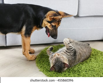 Cute Cat And Funny Dog Playing On Carpet