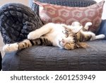 cute cat funny sleeping, relaxing, resting, looking on a bed or sofa. Cat sleep calm and relax. muzzle of a sleeping cat with closed eyes. cat house indoors pet ownership, pet friendship concept