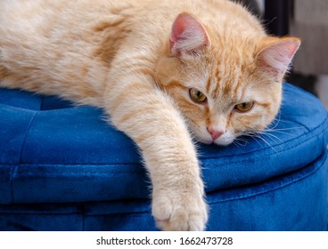 Cute Cat. Cute Ginger Kitten. Cat On A Blue Tufted Velvet Ottoman.