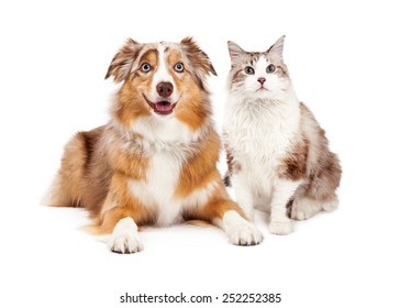 A Cute Cat And Happy Australian Shepherd Dog, Sitting Together