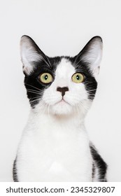 Cute cat having fun in front of white background, isolated image. Photo session in the studio.