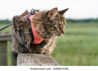 Cute Cat With Her New Pink Harness Chilling On A Wooden Bird Watching Tower In The Park. Fluffy Kitten Enjoying Its Walk In The Park. Cat On A Leach Looking For Pray. Wild Cat Hunting For Birds