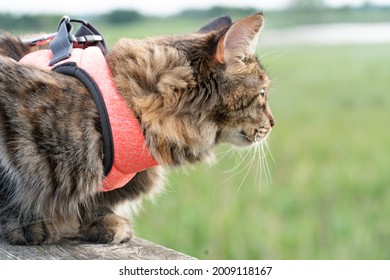 Cute Cat With Her New Pink Harness Chilling On A Wooden Bird Watching Tower In The Park. Fluffy Kitten Enjoying Its Walk In The Park. Cat On A Leach Looking For Pray. Wild Cat Hunting For Birds