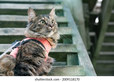 Cute Cat With Her New Pink Harness Chilling On A Wooden Bird Watching Tower In The Park. Fluffy Kitten Enjoying Its Walk In The Park. Cat On A Leach Looking For Pray. Wild Cat Hunting For Birds