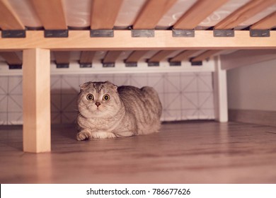 Cute Cat Hides Under The Bed