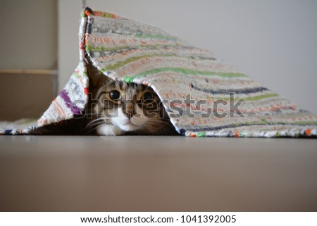 Similar – Grey cat in hammock