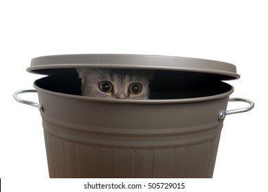 Cute Cat Hiding In A Grey Metal Bucket.