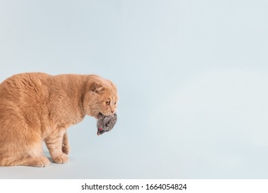 Cute Cat Holding A Toy Mouse In His Mouth On Blue Background. Playing Cat, Toys For Cats, Pet Shop Banner. Copy Space For Text.