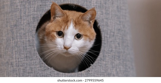 Cute cat inside the cat tower