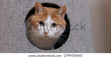 Cute cat inside the cat tower