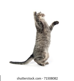 jumping cat white background