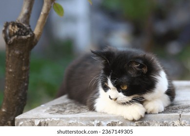 cute cat kitten at the garden - Shutterstock ID 2367149305