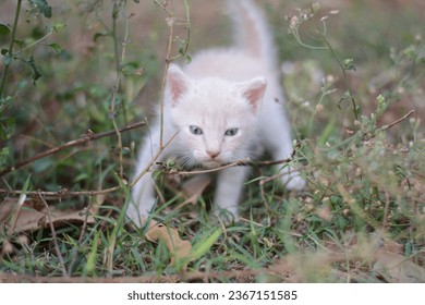 cute cat kitten playing at the garden - Shutterstock ID 2367151585