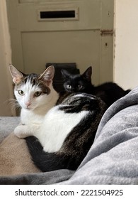 Cute Cat And Kitten Snuggling Together