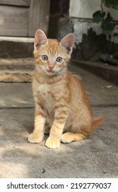 Cute Cat And Kittens With Various Pose In Garden. Playing Kittens. Yawn. Kitten Nursing