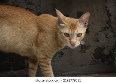 Cute Cat And Kittens With Various Pose In Garden. Playing Kittens. Yawn. Kitten Nursing