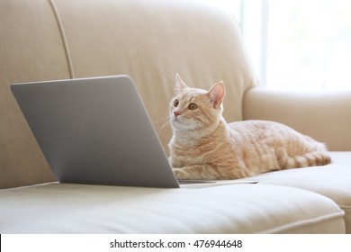 Cute Cat With Laptop On Coach