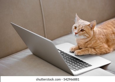 Cute Cat With Laptop On Coach