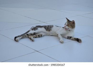 Cute Cat Laying Down Cozy