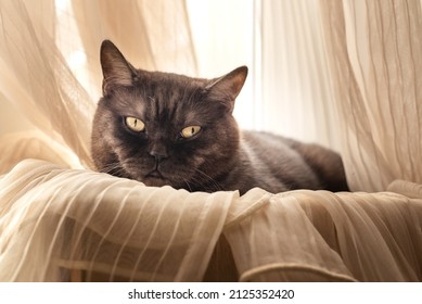 Cute Cat Laying Down On Windowsill Wrapping In Tulle Curtains