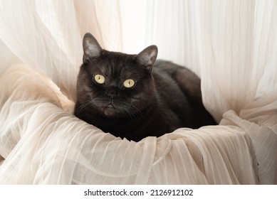 Cute Cat Laying Down On Windowsill Wrapping In Tulle Curtains