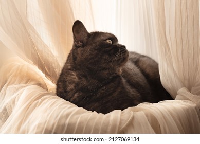 Cute Cat Laying Down On Windowsill Wrapping In Tulle Curtains