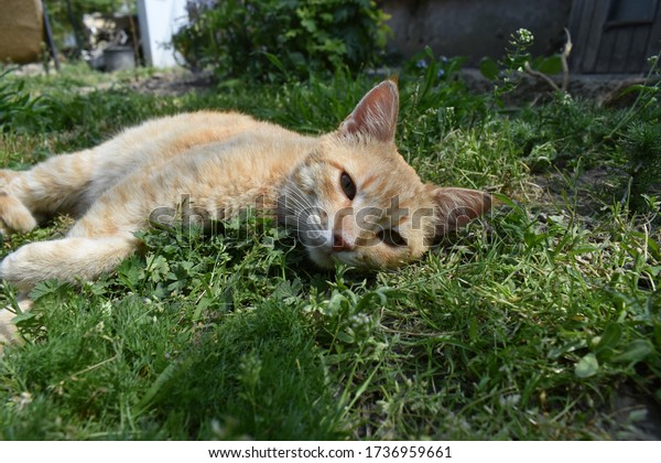 Cute Cat Laying Grass Stock Photo 1736959661 | Shutterstock