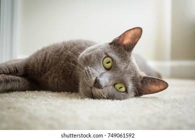 Cute Cat Laying On The Floor