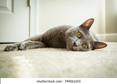 Cute Cat Laying On The Floor