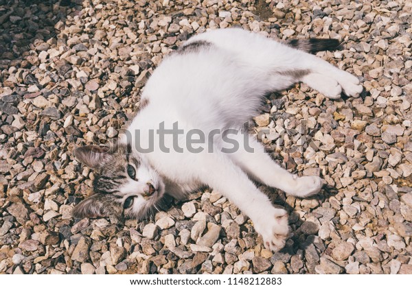 cat gravel