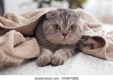 Cute Cat Is Laying Under Cozy Blanket. Selective Focus