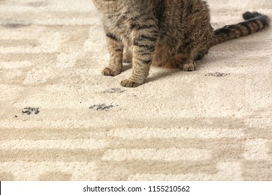 Cute Cat Leaving Muddy Paw Prints On Carpet