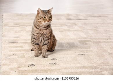 Cute Cat Leaving Muddy Paw Prints On Carpet