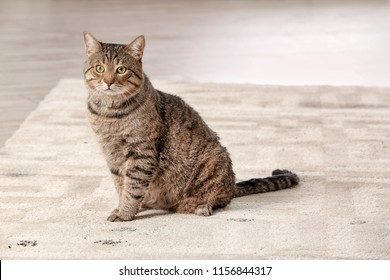 Cute Cat Leaving Muddy Paw Prints On Carpet