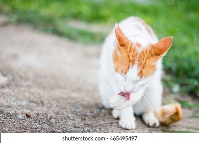 Cute Cat Licking Foot To Cleaning Itself