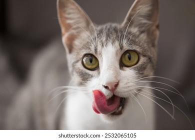 Cute cat licking it's nose and fur and makes funny faces.  - Powered by Shutterstock