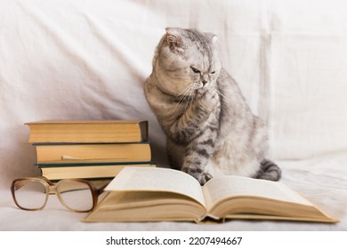 Cute Cat Licking Paw Near Books And