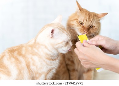 Cute Cat Licking Cat Snacks. 