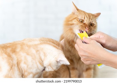 Cute Cat Licking Cat Snacks. 