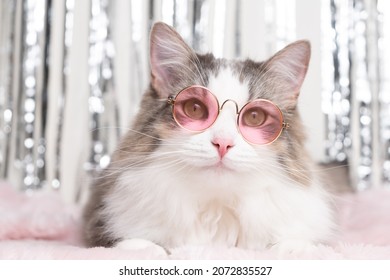 A cute cat lies on a blanket in pink glasses on a shiny background. Stylish gray cat who is fond of fashion.