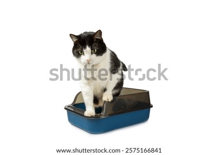 Cute cat with cat litter box isolated on white background. A domestic cat is accustomed to the toilet, a litter box. cleaning cat litter tray at home, closeup. Pet care concept. Copy space.