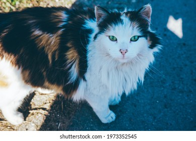 cute cat look at you - Powered by Shutterstock