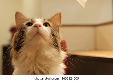 a cute cat looking up