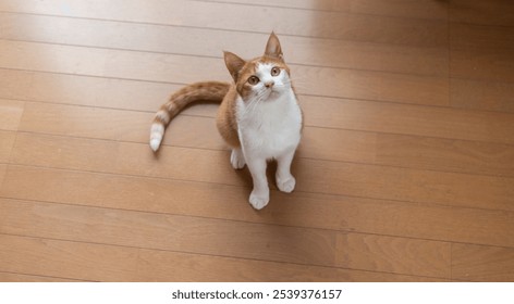 A cute cat looking up