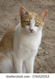 Cute Cat Looking Camera Stock Photo 1765525313 | Shutterstock